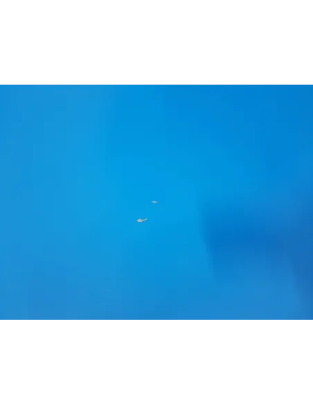 Stół do Ping-Ponga Your Move Składany Kompaktowy do Tenisa Stołowego