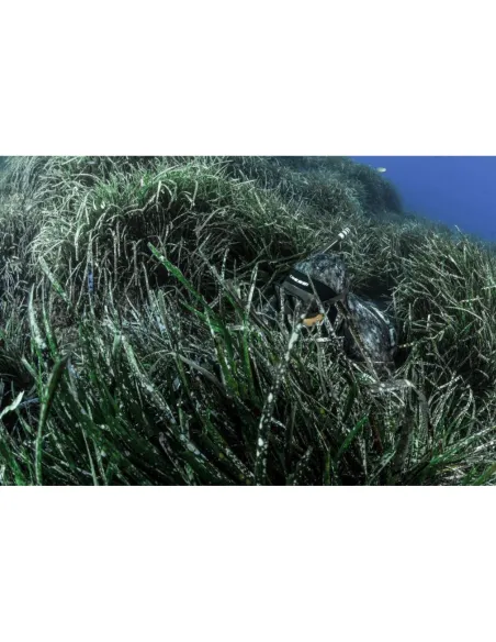 Kurtka Neoprenowa Cressi Tracina 5 mm Pianka Kamuflaż Wzmocnienia r. L/4